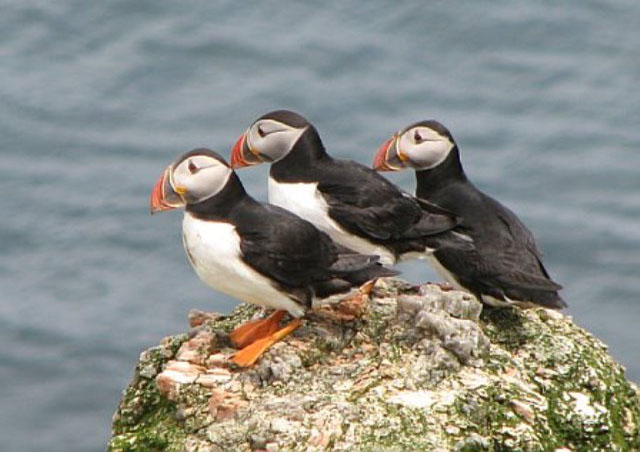 Puffins on the coast of the Mingulay Islands in Scotland.